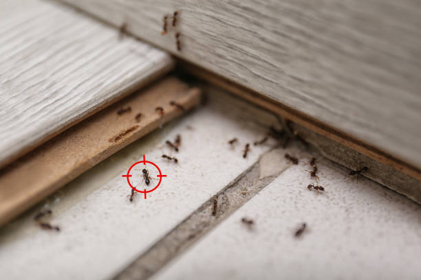 Best Residential Pest Control  in Washington Park, FL
