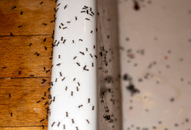 Best Mosquito Control Services  in Washington Park, FL
