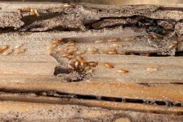 Best Wildlife Control Services  in Washington Park, FL
